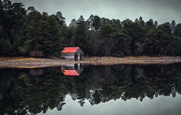 Forest, lake, house