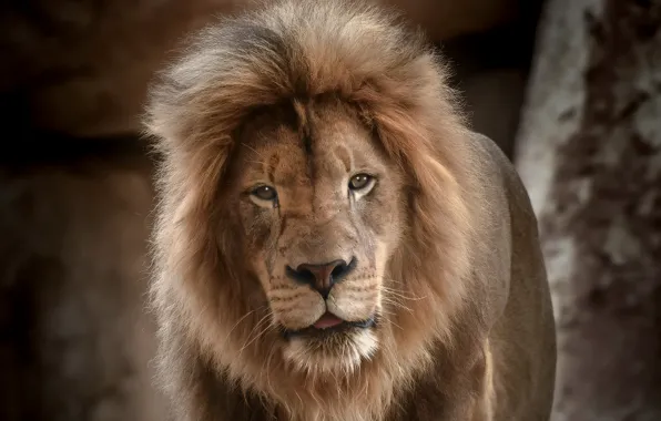 Leo, king, beast