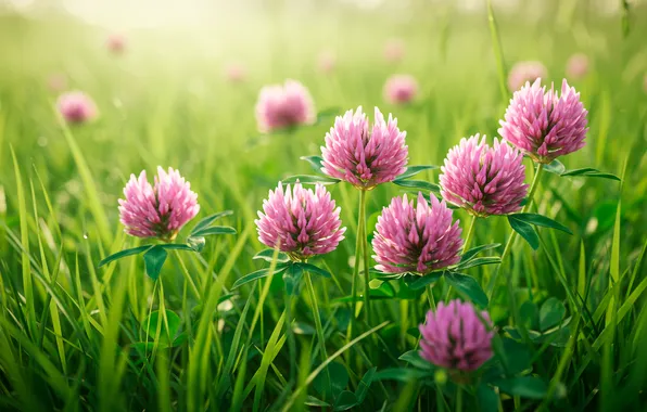 Grass, Wallpaper, meadow, clover, wallpaper, grass, bokeh, bokeh