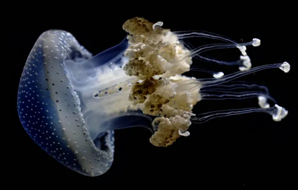 Sea, the ocean, Medusa, the tentacles
