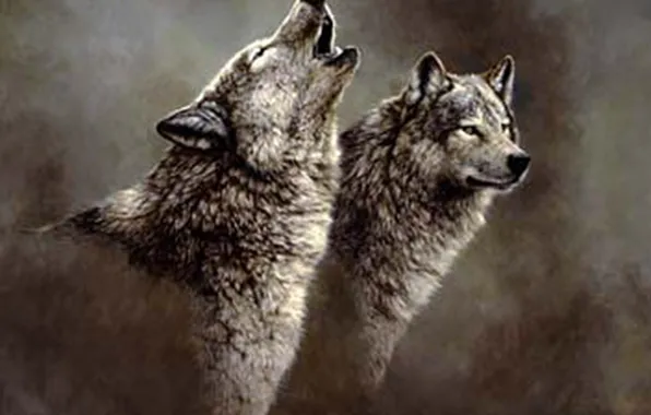 Picture nature, predator, animal, wolf, wildlife, portrait, portrait., Canis lupus. face