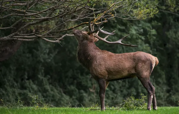 Picture forest, trees, branches, nature, pose, foliage, deer