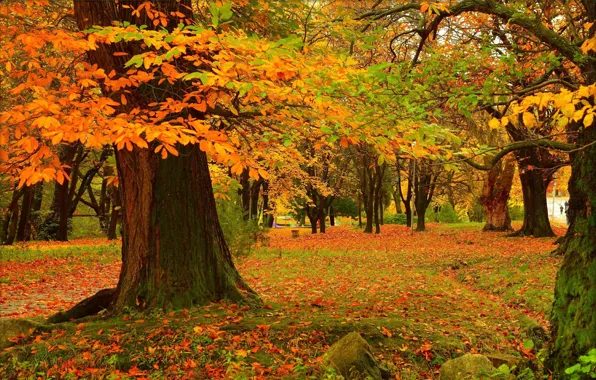 Picture Park, Fall, Colors, Park, Autumn, Trees, Leaves, Falling leaves