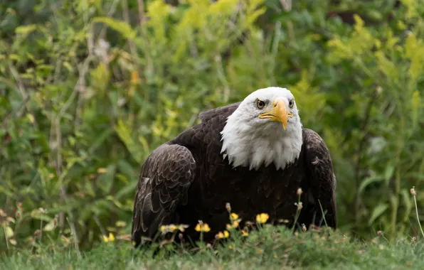 Picture grass, look, bird, predator, predatory, bald eagle