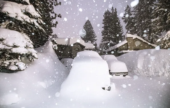 Winter, Snow, Seattle, Winter, Snow, Seattle, Winter Forest, Winter Forest