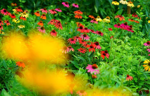 Flowers, garden, flowerbed, Echinacea