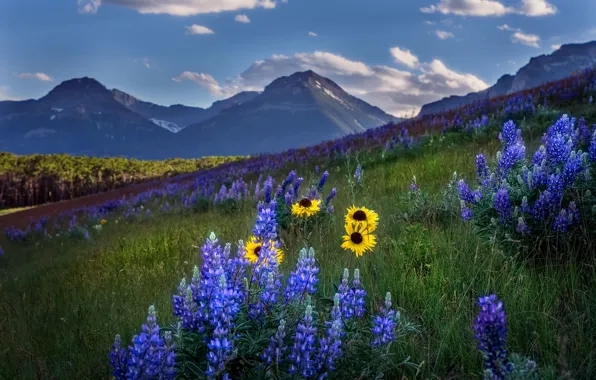 Picture summer, flowers, mountains, nature