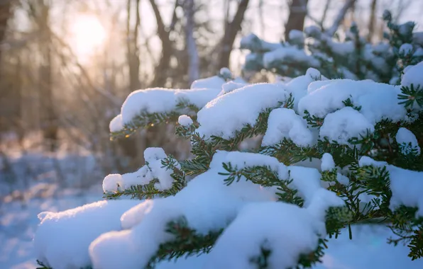 Winter, forest, the sun, light, snow, branches, nature, tree