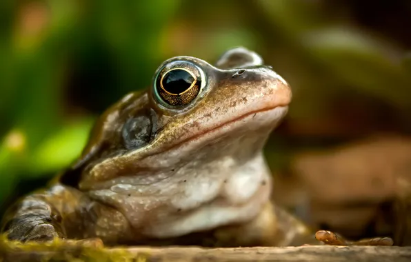 Picture nature, background, frog