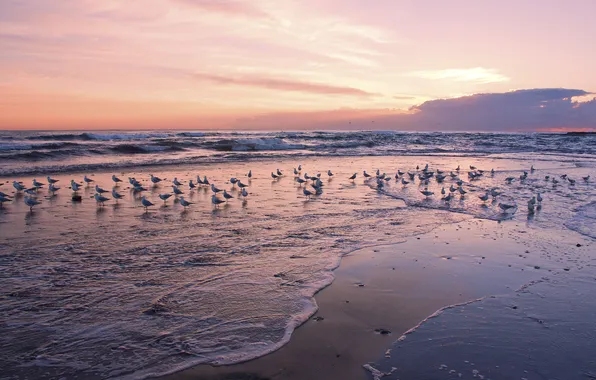 Sea, wave, dawn, seagulls, beauty
