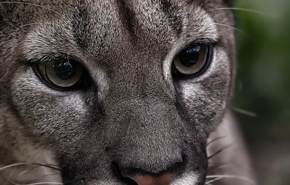 Look, predator, Puma, wild cat, mountain lion, Cougar