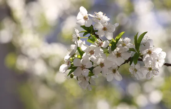 Picture flowers, cherry, branch, petals, white, bokeh