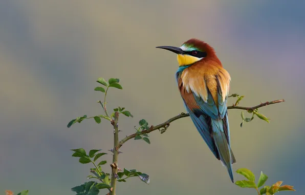 Branches, nature, bird, European bee-eater, Kalin Botev