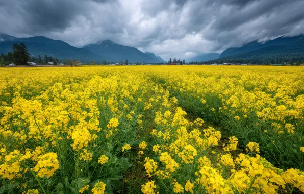 Clouds, landscape, flowers, mountains, spring, dal, yellow, meadow