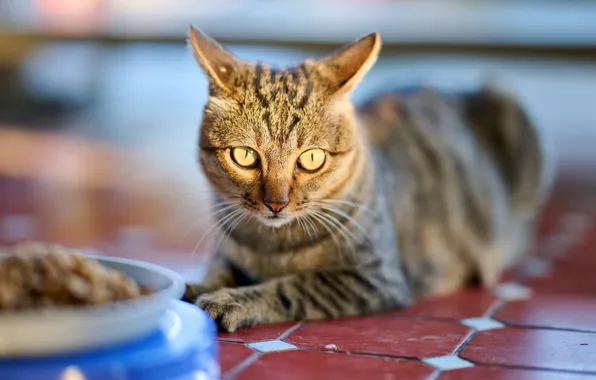 Cat, eyes, cat, look, face, light, pose, tile