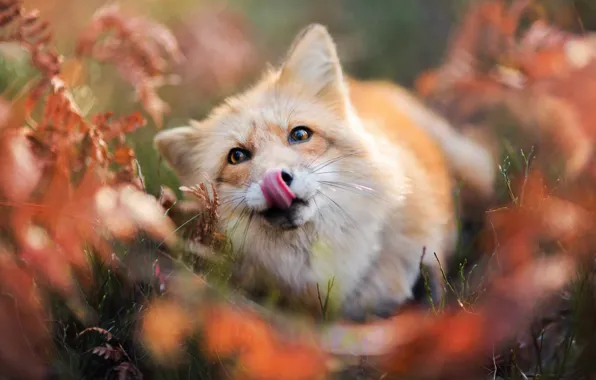 Picture autumn, language, face, Fox, Fox