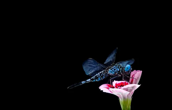Flower, macro, dragonfly, black background, carnation, blue