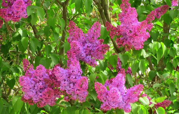 Flowers, lilac, lush, bright, spring 2018, Mamala ©