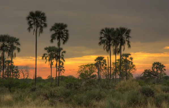 Picture the sky, sunset, palm trees