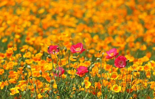 Field, flowers, Maki, spring, meadow