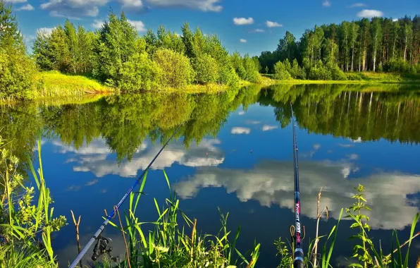 Forest, nature, lake, reflection, fishing, fishing rods