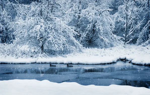 Winter, frost, forest, snow, trees, landscape, birds, branches