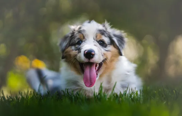 Nature, dog, puppy