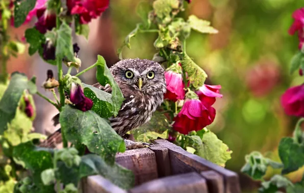 Summer, look, leaves, flowers, owl, bird, Board, garden