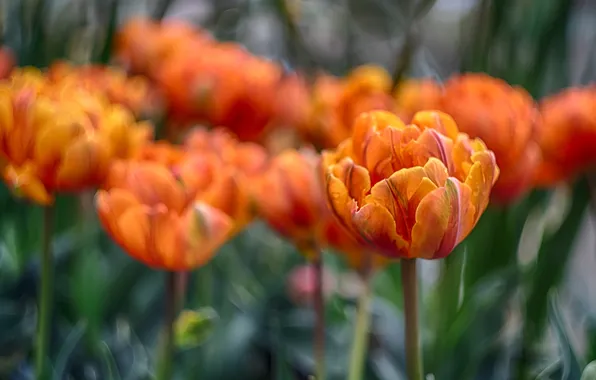 Flowers, bright, blur, tulips, orange, bokeh