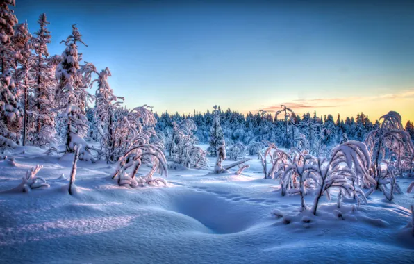 Picture winter, frost, snow, trees, sunset, traces, the evening