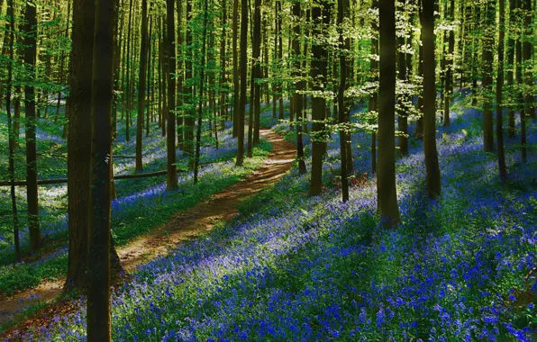 Picture forest, flowers, spring, path