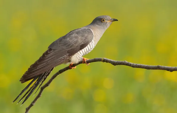 Bird, branch, cuckoo