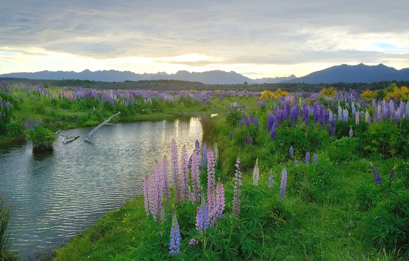 Greens, summer, the sky, clouds, flowers, mountains, shore, dal