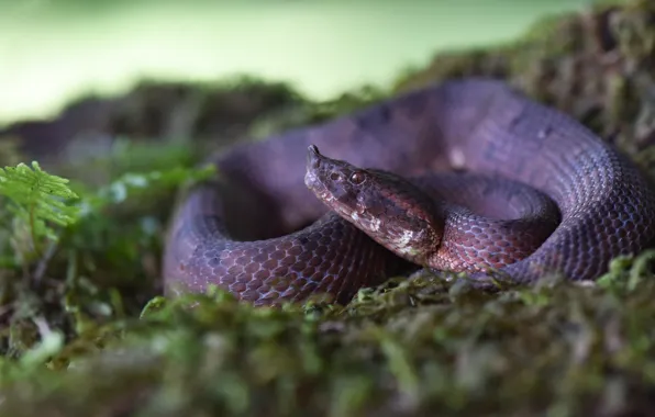 Picture look, nature, green, background, moss, snake, reptile, curled up