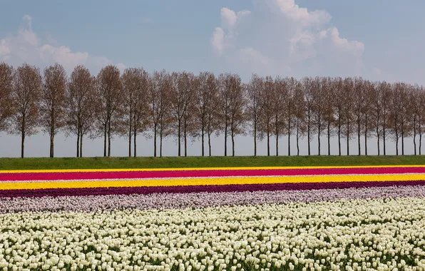 Picture trees, landscape, flowers, tulips