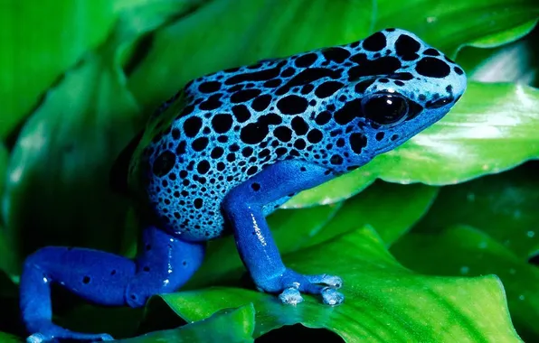 Leaves, frog, green, color, blue, leopard