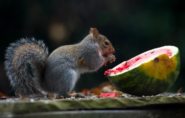 Picture watermelon, protein, meal