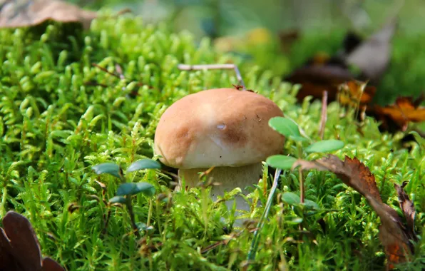 Picture autumn, forest, nature, mushrooms, mushroom, white mushroom, quiet hunting