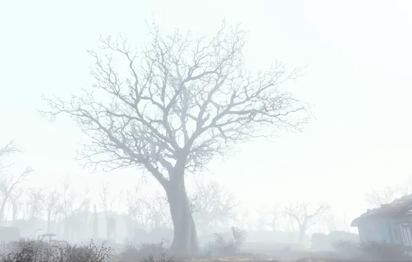 Picture fallout, tree, fallout 4