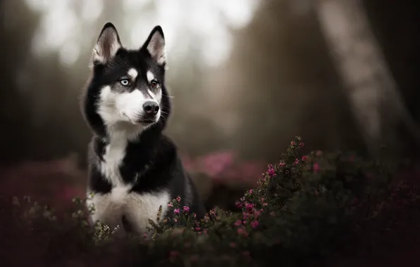 Look, portrait, dog, husky, bokeh, Heather