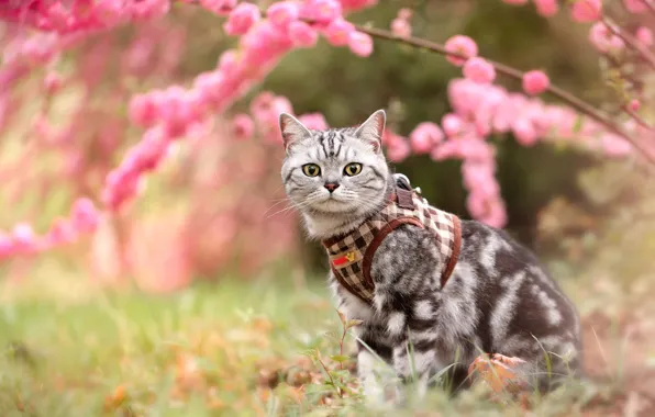 Cat, cat, look, flowers, pose, glade, spring, garden
