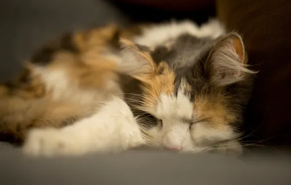 Picture cat, cat, face, close-up, pose, the dark background, sleep, paws