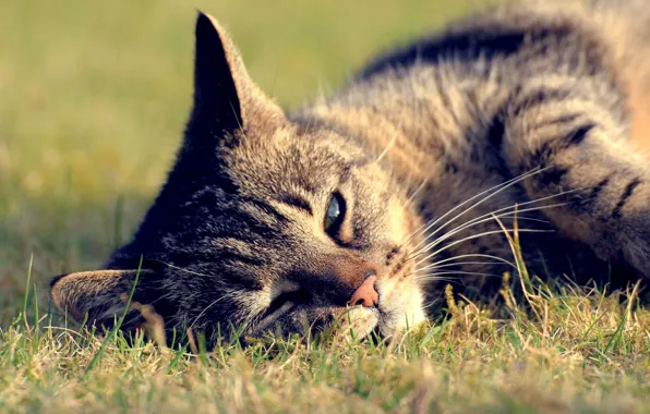 Picture cat, summer, grass, cat, lies