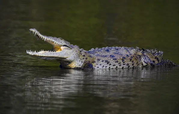 Crocodile, mouth, pond