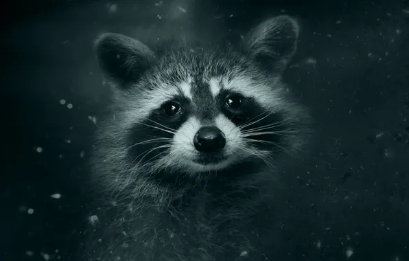 Look, the dark background, portrait, raccoon, face, monochrome