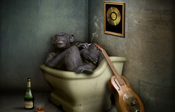 Picture guitar, monkey, cognac