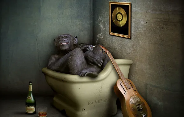 Guitar, monkey, cognac