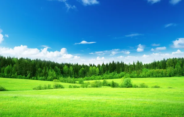 Field, forest, summer, landscape, meadow flowers, meadow