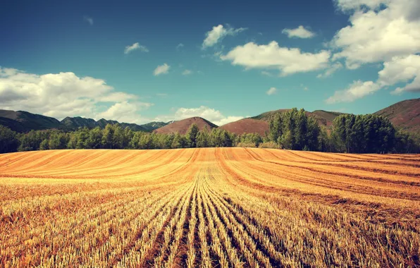 Wheat, field, trees, harvest, ears