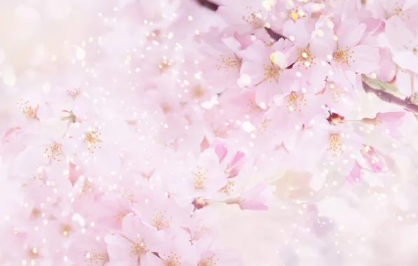 Flowers, nature, cherry, pink, spring, petals, Sakura, flowering